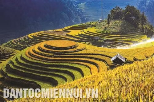 Mù Cang Chải có trên 500 ha ruộng bậc thang, tập trung ở các xã La Pán Tẩn, Chế Cu Nha, Dế Su Phình. Ảnh: Tuấn Anh Từ trên cao nhìn xuống, Mù Cang Chải đẹp như một bức tranh, từng đường vân xanh, vân vàng mềm mại cứ tự nhiên đi vào lòng người. Ảnh: Tuấn Anh Đôi bàn tay cần cù của nhiều thế hệ người Mông đã làm nên những thửa ruộng bậc thang trải dài tới lưng chừng trời ở Mù Cang Chải. Ảnh: Tuấn Anh