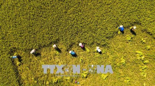 Nông dân thu hoạch lúa Đông Xuân năm 2018. Ảnh: Minh Đức - TTXVN Nông dân thu hoạch lúa Đông Xuân năm 2018. Ảnh: Minh Đức - TTXVN