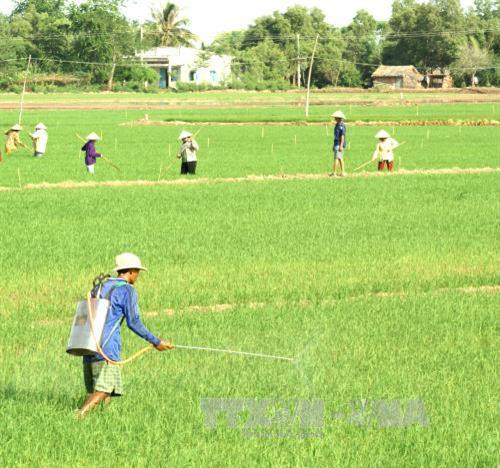 Nông dân phun thuốc phòng trừ sâu bệnh trên lúa Hè Thu. Ảnh: Huỳnh Sử- TTXVN Nông dân phun thuốc phòng trừ sâu bệnh trên lúa Hè Thu. Ảnh: Huỳnh Sử- TTXVN