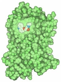 Một phân tử của loại thuốc ngăn chặn thụ thể adrenergic, dùng điều trị bệnh tim.