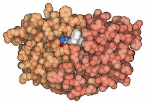 Thuốc kháng virút nhắm đến các protein cần thiết cho virút tái tạo.