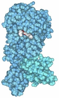 Các thuốc giảm cân có thể tương tác với các protein cụ thể.