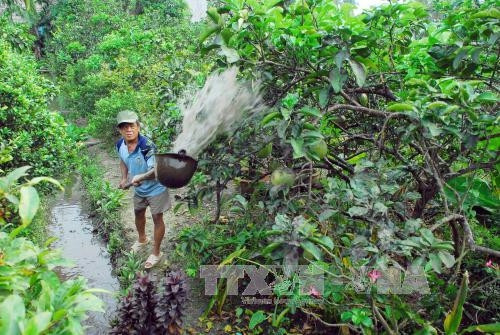 Mô hình trồng bưởi đường của ông Huỳnh Văn An, phường An Phú Đông, quận 12 trên diện tích 2.600m2. Dự kiến dịp Tết 2017 bán hơn 400 trái ra thị trường, thu nhập đạt khoảng 40 triệu đồng. Ảnh: Mạnh Linh-TTXVN
