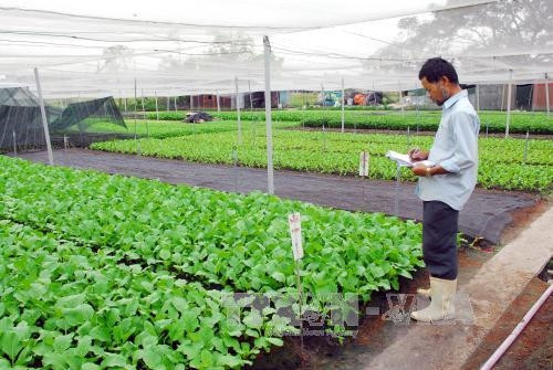 Ghi chép sổ sách theo dõi tại mô hình trồng rau VietGap của gia đình ông Vũ Bình An, xã Xuân Thới Đông, huyện Hóc Môn trên diện tích 3.000m2, sản lượng cung ứng hơn 8 tấn/năm cho thu nhập hơn 20 triệu đồng/ tháng sau khi trừ chi phí. Ảnh: Mạnh Linh-TTXVN