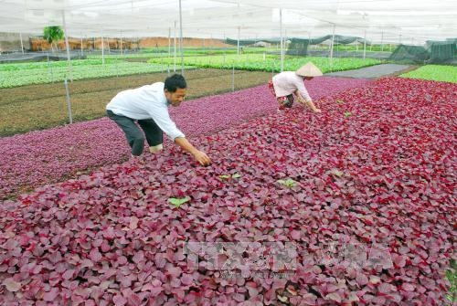 Mô hình trồng rau VietGap của gia đình ông Vũ Bình An, xã Xuân Thới Đông, huyện Hóc Môn trên diện tích 3.000m2, sản lượng cung ứng hơn 8 tấn/năm cho thu nhập hơn 20 triệu đồng/ tháng sau khi trừ chi phí. Ảnh: Mạnh Linh-TTXVN