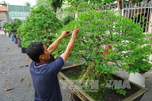 Mô hình trồng Bonsai đem lại hiệu quả kinh tế cao của anh Lê Công Trường, phường Thạnh Lộc, quận 12 với số lượng hơn 600 cây có tuổi thọ từ 5 năm đến hàng trăm năm. Ảnh: Mạnh Linh-TTXVN