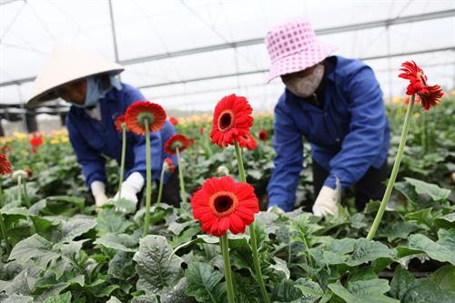 Đến xã Song Phượng, huyện Đan Phượng, ai cũng ngỡ ngàng bởi những con đường khang trang, sạch đẹp, nhiều cây xanh và hoa trái... Không chỉ thế, cuộc sống người nông dân nơi đây còn sung túc với những mô hình kinh tế phát triển. Hiện Song Phượng là một trong 3 xã đầu tiên của Hà Nội hoàn thành các tiêu chí nông thôn mới nâng cao. Ảnh: Vũ Sinh Về xã Thụy Hương, huyện Chương Mỹ hôm nay, có thể thấy diện mạo nông thôn nơi đây như được khoác lên mình một chiếc áo mới. Trong ảnh: Người dân Thụy Hương trồng hoa có thu nhập cao gấp ba, bốn lần so với cấy lúa và trồng màu. Ảnh: Hoàng Giáp Hiện nay, nhiều doanh nghiệp, trang trại và hộ nông dân ở Hà Nội đã chủ động ứng dụng các kiến thức khoa học - kỹ thuật, thực hiện sản xuất nông nghiệp hữu cơ nhằm cung cấp cho thị trường những sản phẩm thịt, rau, quả sạch, ngon, đáp ứng nhu cầu tiêu dùng. Trang trại Hoa Viên là một trong những địa chỉ như vậy. Trong ảnh: Áp dụng công nghệ tưới tiết kiệm nước vào trồng trọt ở Trang trại Hoa Viên tại xã Yên Bình, huyện Thạch Thất. Ảnh: Nguyễn Tuấn Long Năm 2002, khi xã Đại Yên, huyện Chương Mỹ có chủ trương chuyển dịch cơ cấu vật nuôi cây trồng, anh Đặng Đình Tiên đã mạnh dạn nhận thầu gần 4 ha ruộng trũng tại địa phương để đầu tư xây dựng mô hình kinh tế vườn - ao - chuồng. Có được mặt bằng, anh tận dụng đào khoảng 2 ha để nuôi cá, phần diện tích còn lại xây chuồng trại chăn nuôi gia cầm và trồng xen cây ăn quả các loại. Không ngừng học hỏi, tìm tòi hướng đi mới, anh tìm tới các tỉnh Bắc Ninh, Hải Dương... để tích lũy kinh nghiệm từ các mô hình trang trại làm ăn hiệu quả. Trở về sau những chuyến đi, anh quyết định lựa chọn gà đẻ trứng là vật nuôi chủ lực để phát triển. Đến nay, Trang trại gà Tiên Viên của anh Đặng Đình Tiên nổi tiếng với sản phẩm trứng gà sạch. Ảnh: Hoàng Hà Gần 10 năm qua, thực hiện Chương trình xây dựng nông thôn mới, huyện Thanh Trì đã đẩy mạnh cơ giới hóa vào sản xuất, nhân rộng vùng sản xuất lúa chất lượng cao tại các xã Đại Áng, Tả Thanh Oai, Vĩnh Quỳnh, Hữu Hòa; vùng sản xuất rau an toàn tại xã Duyên Hà, Yên Mỹ; vùng nuôi trồng thủy sản ở Đông Mỹ, Tứ Hiệp, Vĩnh Quỳnh, Tam Hiệp; đẩy mạnh vùng sản xuất nấm ăn, nấm dược liệu tại các xã: Tả Thanh Oai, Vĩnh Quỳnh, Hữu Hòa; vùng cây ăn quả ở Vạn Phúc, Yên Mỹ. Trong ảnh: Xã Đại Áng, huyện Thanh Trì đưa cơ giới hóa vào sản xuất nông nghiệp. Ảnh: Đình Huệ Nhiều năm qua, làng hoa Tây Tựu ở xã Tây Tựu, quận Bắc Từ Liêm nổi tiếng là làng chuyên trồng và cung cấp hoa cho thị trường. Ảnh: Đình Huệ Trong xây dựng nông thôn mới, huyện Đan Phượng xác định việc đầu tiên phải làm là đẩy mạnh công tác tuyên truyền, vận động mọi tầng lớp nhân dân tham gia, làm cho người dân hiểu rõ vai trò của mình và cộng đồng là chủ thể xây dựng nông thôn mới, lấy nội lực là căn bản, tự giác tham gia, sáng tạo trong tổ chức thực hiện. Trong ảnh: Người dân xã Tân Hội, huyện Đan Phượng cải tạo, nâng cấp đường giao thông nội đồng. Ảnh:Tư liệu BA DT&MN Hà Nội đặc biệt chú trọng tới công tác chăm sóc sức khỏe cho đồng bào dân tộc sinh sống tại các xã miền núi thuộc các huyện Ba Vì, Thạch Thất... Ảnh:Tư liệu BA DT&MN Xã Thụy Hương, huyện Chương Mỹ là một trong 11 mô hình điểm của toàn quốc về xây dựng nông thôn mới. Hà Nội đã nhân rộng mô hình xã Thụy Phương, góp phần đưa cuộc sống của người dân các xã nông thôn mới ngày càng tốt hơn. Trong ảnh: Hệ thống trường, lớp được hoàn thiện, chất lượng dạy và học ngày càng được nâng cao ở xã Thụy Hương. Ảnh: Hoàng Giáp Để hỗ trợ sản xuất nông nghiệp, huyện Mê Linh đã nâng cấp hàng trăm kilômét kênh mương, trở thành một trong những huyện đi đầu của thành phố Hà Nội về việc nâng tỷ lệ kiên cố hóa kênh mương. Trong ảnh: Kiên cố hóa kênh mương ở Liên Mạc, xã điểm xây dựng nông thôn mới của huyện Mê Linh. Ảnh: Vũ Hiếu