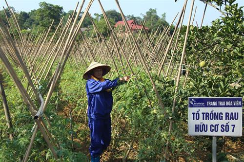 Trang trại Hoa Viên hiện tạo việc làm cho khoảng 100 lao động với thu nhập bình quân trên 5 triệu đồng/tháng. Ảnh: Hoàng Hà Để mang đến người tiêu dùng những nông sản hữu cơ, tất cả các công đoạn sản xuất từ làm cỏ, bắt sâu, chăm bón trang trại đều phải hoàn toàn tự nhiên. Ảnh: Hoàng Hà