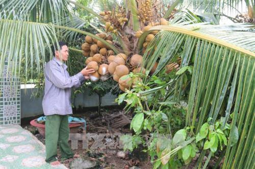 Trồng dừa Mã Lai ở xã Trung Hòa, huyện Chợ Gạo (Tiền Giang). Ảnh: Minh Trí - TTXVN Trồng dừa Mã Lai ở xã Trung Hòa, huyện Chợ Gạo (Tiền Giang). Ảnh: Minh Trí - TTXVN