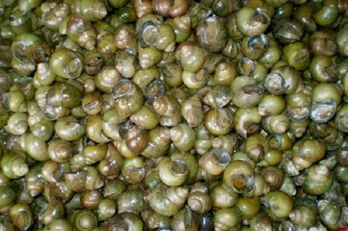 Bánh xèo Miền Tây nhìn đã mê, ăn càng ghiền ảnh 2 Bánh xèo Miền Tây nhìn đã mê, ăn càng ghiền ảnh 2