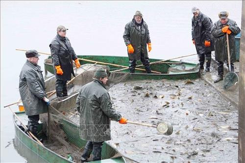 Đánh bắt cá chép phục vụ Giáng sinh. Ảnh: Hồng Kỳ - TTXVN Đánh bắt cá chép phục vụ Giáng sinh. Ảnh: Hồng Kỳ - TTXVN