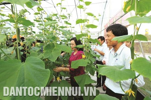 Sau nửa nhiệm kỳ thực hiện Chương trình số 02-Ctr/TU giai đoạn 2016 - 2020, Hà Nội là địa phương có số huyện đạt chuẩn Nông thôn mới nhiều nhất cả nước. Ảnh: Quỳnh Ngân Phó Bí thư Thường trực Thành ủy Hà Nội Ngô Thị Thanh Hằng thăm quan các gian hàng trưng bày nông sản đặc trưng của các huyện, thị xã. Ảnh: Quỳnh Ngân Phó Bí thư Thường trực Thành ủy Hà Nội Ngô Thị Thanh Hằng thăm mô hình trồng rau thủy canh tại Khu sinh thái nông nghiệp công nghệ cao thung lũng Ngọc Linh ở xã Tiến Xuân, huyện Thạch Thất. Ảnh: Quỳnh Ngân