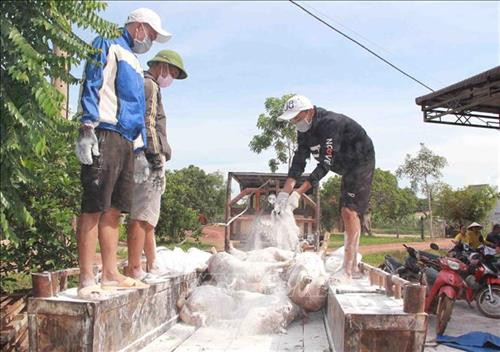 Lực lượng chức năng cân trọng lượng lợn trước khi đưa đi tiêu hủy. Ảnh: Phạm Cường-TTXVN Lực lượng chức năng cân trọng lượng lợn trước khi đưa đi tiêu hủy. Ảnh: Phạm Cường-TTXVN