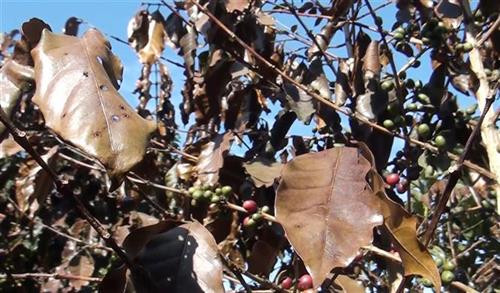 Rét đậm, rét hại và sương muối đã gây thiệt hại không nhỏ cho sản xuất nông nghiệp, nhất là cây cà phê tại huyện Thuận Châu, tỉnh Sơn La. Ảnh: Nguyễn Cường-TTXVN Rét đậm, rét hại và sương muối đã gây thiệt hại không nhỏ cho sản xuất nông nghiệp, nhất là cây cà phê tại huyện Thuận Châu, tỉnh Sơn La. Ảnh: Nguyễn Cường-TTXVN