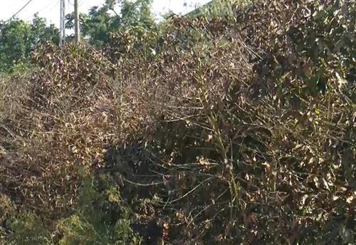 Do ảnh hưởng của sương muối, hàng trăm ha cà phê của người dân tại huyện Mai Sơn, tỉnh Sơn La bị thiệt hại. Ảnh: Nguyễn Cường-TTXVN Do ảnh hưởng của sương muối, hàng trăm ha cà phê của người dân tại huyện Mai Sơn, tỉnh Sơn La bị thiệt hại. Ảnh: Nguyễn Cường-TTXVN