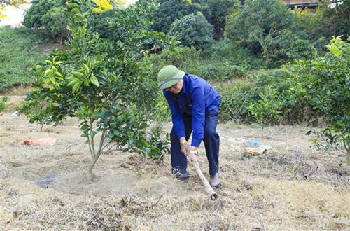 Để trồng cây ăn quả mang hiệu quả kinh tế cao, ông Ánh thường xuyên đến các vùng trồng cây ăn quả lớn như Hòa Bình, Sơn La, thậm chí sang cả Lào để mua cây giống. Ảnh: Xuân Tư – TTXVN Để trồng cây ăn quả mang hiệu quả kinh tế cao, ông Ánh thường xuyên đến các vùng trồng cây ăn quả lớn như Hòa Bình, Sơn La, thậm chí sang cả Lào để mua cây giống. Ảnh: Xuân Tư – TTXVN