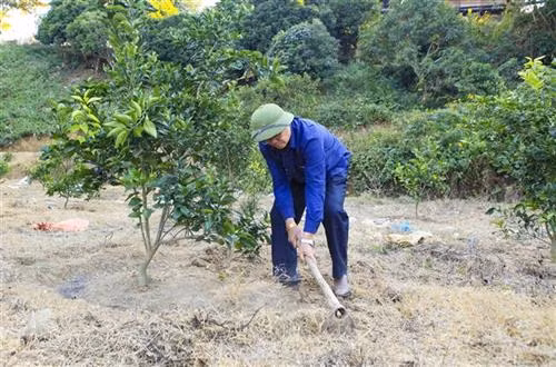 Để trồng cây ăn quả mang hiệu quả kinh tế cao, ông Ánh thường xuyên đến các vùng trồng cây ăn quả lớn như Hòa Bình, Sơn La, thậm chí sang cả Lào để mua cây giống. Ảnh: Xuân Tư – TTXVN