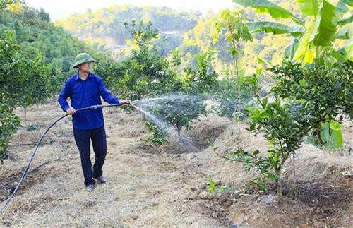 Cựu chiến binh Lò Ngọc Ánh chăm sóc vườn cam. Ảnh: Xuân Tư – TTXVN Cựu chiến binh Lò Ngọc Ánh chăm sóc vườn cam. Ảnh: Xuân Tư – TTXVN