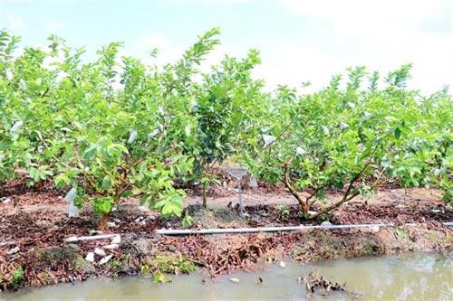 Nhiều nông dân ở Sóc Trăng đã chuyển đổi cơ cấu cây trồng sang trồng cây ăn quả cho hiệu quả kinh tế cao hơn. Ảnh: Trung Hiếu - TTXVN