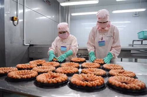 Các doanh nghiệp chế biến thủy sản ở Cà Mau đã trang trị công nghệ tiên tiến để chế biến tôm xuất khẩu . Ảnh: Thế Anh-TTXVN Các doanh nghiệp chế biến thủy sản ở Cà Mau đã trang trị công nghệ tiên tiến để chế biến tôm xuất khẩu . Ảnh: Thế Anh-TTXVN