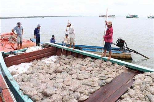 Các hoạt động hậu cần nghề cá ngày càng được chú trọng, phát triển. Ảnh: Thế Anh-TTXVN Các hoạt động hậu cần nghề cá ngày càng được chú trọng, phát triển. Ảnh: Thế Anh-TTXVN