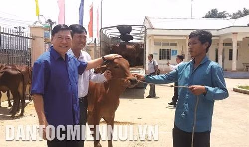 Bí thư Tỉnh ủy tỉnh Vĩnh Long Trần Văn Rón (bên trái, ngoài cùng) trao bò giống cho hộ nghèo. Ảnh: Lê Thúy Hằng