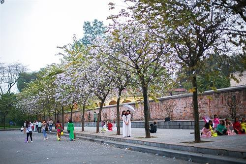 Hoa ban Tây Bắc nở giữa lòng Hà Nội ảnh 11