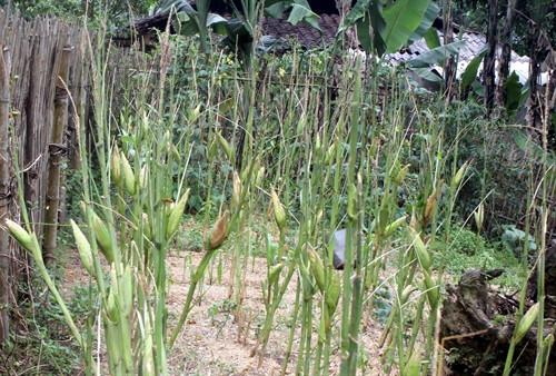 Chỉ một ngày sau khi bị châu chấu tấn công, vườn ngô này đã không còn một chiếc lá. Chỉ một ngày sau khi bị châu chấu tấn công, vườn ngô này đã không còn một chiếc lá.