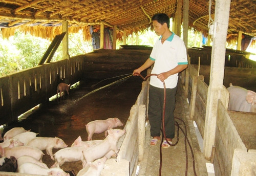 Với 20 triệu đồng vốn vay ưu đãi, gia đình anh Phan Xuân Miên ở thôn Kim Lũ 2, xã Kim Hóa, huyện Tuyên Hóa đầu tư nuôi lợn thịt. Trang trại lợn của gia đình anh hiện có 100 con. Trừ tất cả chi phí, hàng năm gia đình anh thu về tới 70 triệu đồng