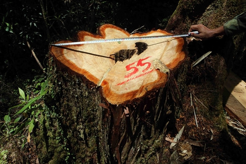 Một cây pơ mu có đường kính gần 1 mét bị triệt hạ bằng cưa máy.