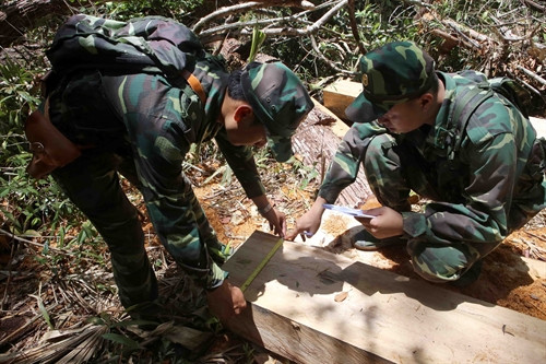 Hiện trường phá rừng pơ mu tại tiểu khu 351.