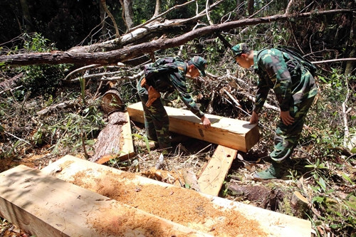 Những mảnh gỗ đã được xẻ còn ngổn ngang.