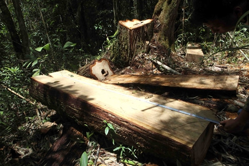 Các cây pơ mu bị triệt hạ nằm ngổn ngang tại tiểu khu 351, huyện Nam Giang.