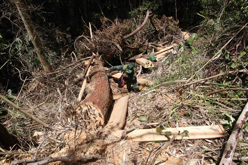 Rất nhiều những cây gỗ bị chặt hạ trong rừng.