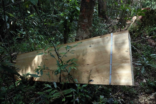 Các cây pơ mu bị "xẻ thịt" thành từng phách gỗ lớn tại tiểu khu 351.