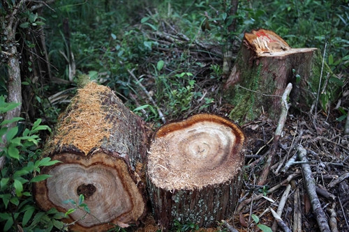 Những thân gỗ đã bị xẻ làm nhiều đoạn.