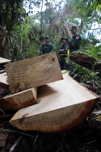 Các cây pơ mu bị triệt hạ xẻ thành khối trái phép.