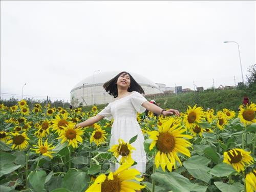 Cánh đồng hoa hướng dương ở Quảng Bình hút du khách ngày đầu năm mới ảnh 5 Cánh đồng hoa hướng dương ở Quảng Bình hút du khách ngày đầu năm mới ảnh 5