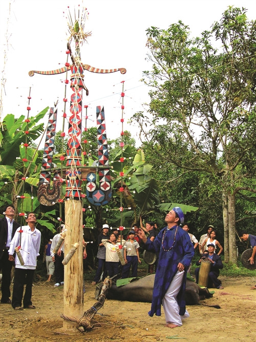 Sau lễ đâm trâu, chủ nhà cắt đuôi trâu ném lên ngọn cây, cầu mong đôi vợ chồng hạnh phúc