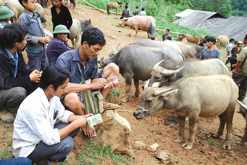 Một số lượng không nhỏ trâu, bò ở huyện Si Ma Cai được bán cho các thương lái dưới xuôi