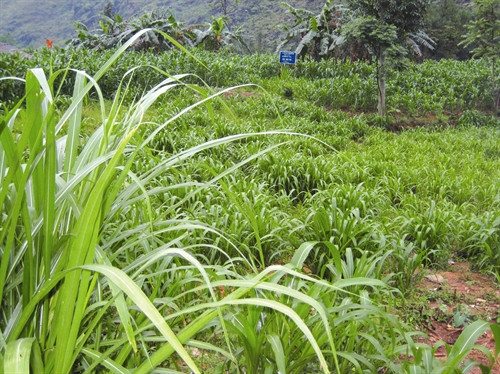 Những con trâu "chưa đủ trọng lượng" sẽ được bà con mua lại, đem về vỗ béo, hẹn những phiên chợ sau. Mỗi con trâu đem bán cho thương lái dưới xuôi đem lại lợi nhuận cho bà con khoảng vài triệu đồng. Thực hiện tiêm phòng bệnh cho trâu, bò đúng lịch để phòng tránh và hạn chế dịch bệnh. Huyện Si Ma Cai chú trọng phát triển diện tích trồng cỏ voi phục vụ chăn nuôi đại gia súc. Chuồng nuôi nhốt trâu, bò được bảo đảm ấm về mùa đông, thoáng mát về mùa hè, giúp cho đàn trâu, bò của đồng bào phát triển tốt.