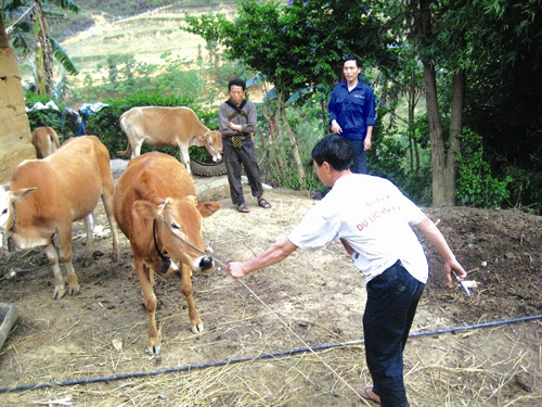 Những con trâu "chưa đủ trọng lượng" sẽ được bà con mua lại, đem về vỗ béo, hẹn những phiên chợ sau. Mỗi con trâu đem bán cho thương lái dưới xuôi đem lại lợi nhuận cho bà con khoảng vài triệu đồng. Thực hiện tiêm phòng bệnh cho trâu, bò đúng lịch để phòng tránh và hạn chế dịch bệnh. Huyện Si Ma Cai chú trọng phát triển diện tích trồng cỏ voi phục vụ chăn nuôi đại gia súc. Chuồng nuôi nhốt trâu, bò được bảo đảm ấm về mùa đông, thoáng mát về mùa hè, giúp cho đàn trâu, bò của đồng bào phát triển tốt. Những con trâu "chưa đủ trọng lượng" sẽ được bà con mua lại, đem về vỗ béo, hẹn những phiên chợ sau. Mỗi con trâu đem bán cho thương lái dưới xuôi đem lại lợi nhuận cho bà con khoảng vài triệu đồng. Thực hiện tiêm phòng bệnh cho trâu, bò đúng lịch để phòng tránh và hạn chế dịch bệnh. Huyện Si Ma Cai chú trọng phát triển diện tích trồng cỏ voi phục vụ chăn nuôi đại gia súc. Chuồng nuôi nhốt trâu, bò được bảo đảm ấm về mùa đông, thoáng mát về mùa hè, giúp cho đàn trâu, bò của đồng bào phát triển tốt.