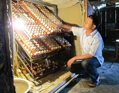 Những ngôi nhà cao tầng, khang trang mọc lên ngày một nhiều ở xã Hà Hiệu. Trạm y tế xã Hà Hiệu làm tốt công tác chăm sóc sức khỏe đồng bào Gia đình anh Chu Đức Phương, dân tộc Tày, thôn Bản Mới làm nghề ấp trứng, chăn nuôi gà thả đồi có thu nhập trên 100 triệu đồng/năm