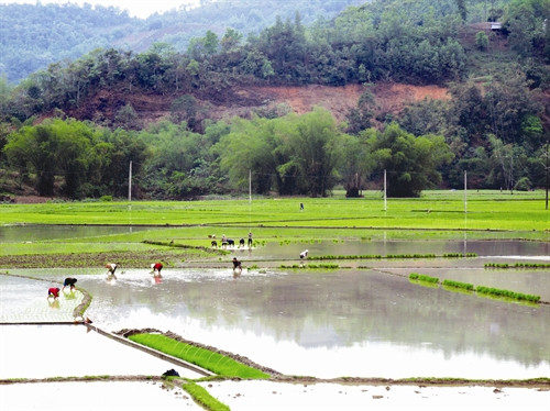 Đồng bào Mông, Dao ở xã Hà Hiệu gieo trồng các loại giống lúa mới ngắn ngày cho năng suất cao.