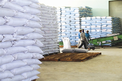 Đại biểu các tỉnh vùng Đồng bằng sông Cửu Long tham quan mô hình trồng ngô giống tại tỉnh Trà Vinh Kho ngô giống nguyên liệu của Công ty cổ phần giống cây trồng miền Nam tại Khu công nghiệp Long Đức Kiểm tra quy trình sấy ngô giống tại Nhà máy chế biến hạt giống của Công ty cổ phần giống cây trồng miền Nam Đại biểu các tỉnh vùng Đồng bằng sông Cửu Long tham quan mô hình trồng ngô giống tại tỉnh Trà Vinh Kho ngô giống nguyên liệu của Công ty cổ phần giống cây trồng miền Nam tại Khu công nghiệp Long Đức Kiểm tra quy trình sấy ngô giống tại Nhà máy chế biến hạt giống của Công ty cổ phần giống cây trồng miền Nam