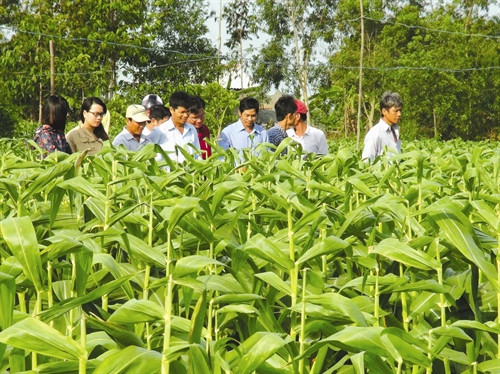 Đại biểu các tỉnh vùng Đồng bằng sông Cửu Long tham quan mô hình trồng ngô giống tại tỉnh Trà Vinh Kho ngô giống nguyên liệu của Công ty cổ phần giống cây trồng miền Nam tại Khu công nghiệp Long Đức Kiểm tra quy trình sấy ngô giống tại Nhà máy chế biến hạt giống của Công ty cổ phần giống cây trồng miền Nam Đại biểu các tỉnh vùng Đồng bằng sông Cửu Long tham quan mô hình trồng ngô giống tại tỉnh Trà Vinh Kho ngô giống nguyên liệu của Công ty cổ phần giống cây trồng miền Nam tại Khu công nghiệp Long Đức Kiểm tra quy trình sấy ngô giống tại Nhà máy chế biến hạt giống của Công ty cổ phần giống cây trồng miền Nam