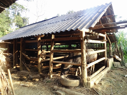 Những con trâu "chưa đủ trọng lượng" sẽ được bà con mua lại, đem về vỗ béo, hẹn những phiên chợ sau. Mỗi con trâu đem bán cho thương lái dưới xuôi đem lại lợi nhuận cho bà con khoảng vài triệu đồng. Thực hiện tiêm phòng bệnh cho trâu, bò đúng lịch để phòng tránh và hạn chế dịch bệnh. Huyện Si Ma Cai chú trọng phát triển diện tích trồng cỏ voi phục vụ chăn nuôi đại gia súc. Chuồng nuôi nhốt trâu, bò được bảo đảm ấm về mùa đông, thoáng mát về mùa hè, giúp cho đàn trâu, bò của đồng bào phát triển tốt.