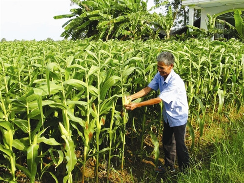 Ruộng ngô giống trong thời kỳ ra bắp của gia đình ông Thạch Ri ở ấp Tụa, xã Nhị Trường, huyện Cầu Ngang Ruộng ngô giống trong thời kỳ ra bắp của gia đình ông Thạch Ri ở ấp Tụa, xã Nhị Trường, huyện Cầu Ngang