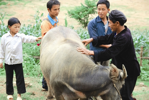Những con trâu "chưa đủ trọng lượng" sẽ được bà con mua lại, đem về vỗ béo, hẹn những phiên chợ sau. Mỗi con trâu đem bán cho thương lái dưới xuôi đem lại lợi nhuận cho bà con khoảng vài triệu đồng. Thực hiện tiêm phòng bệnh cho trâu, bò đúng lịch để phòng tránh và hạn chế dịch bệnh. Huyện Si Ma Cai chú trọng phát triển diện tích trồng cỏ voi phục vụ chăn nuôi đại gia súc. Chuồng nuôi nhốt trâu, bò được bảo đảm ấm về mùa đông, thoáng mát về mùa hè, giúp cho đàn trâu, bò của đồng bào phát triển tốt.