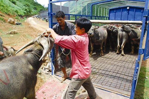 Những con trâu "chưa đủ trọng lượng" sẽ được bà con mua lại, đem về vỗ béo, hẹn những phiên chợ sau. Mỗi con trâu đem bán cho thương lái dưới xuôi đem lại lợi nhuận cho bà con khoảng vài triệu đồng. Thực hiện tiêm phòng bệnh cho trâu, bò đúng lịch để phòng tránh và hạn chế dịch bệnh. Huyện Si Ma Cai chú trọng phát triển diện tích trồng cỏ voi phục vụ chăn nuôi đại gia súc. Chuồng nuôi nhốt trâu, bò được bảo đảm ấm về mùa đông, thoáng mát về mùa hè, giúp cho đàn trâu, bò của đồng bào phát triển tốt.
